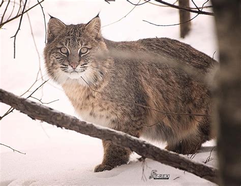 bobcat of new hampshire